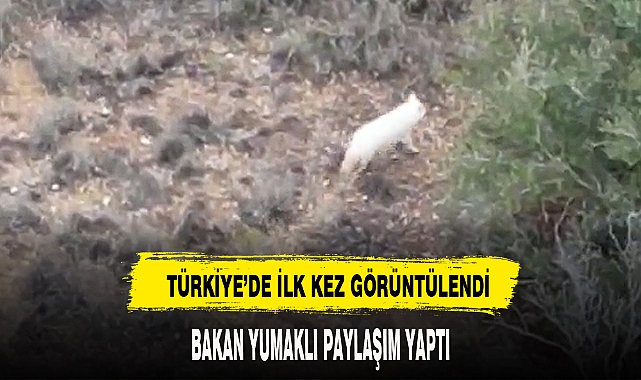 TÜRKİYE'DE İLK KEZ GÖRÜNTÜLENDİ