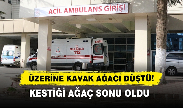 Üzerine Kavak Ağacı Düştü! Kestiği Ağaç Sonu Oldu…