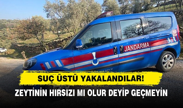 Zeytinin Hırsızı Mı Olur Deyip Geçmeyin