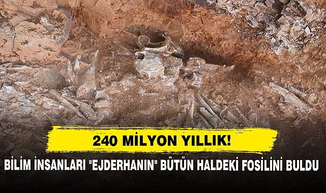 240 Milyon Yıllık!