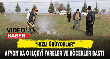 AFYON'DA O İLÇEYİ FARELER VE BÖCEKLER BASTI