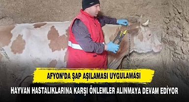 Afyon’da Şap Aşılaması Uygulaması