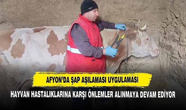 Afyon’da Şap Aşılaması Uygulaması