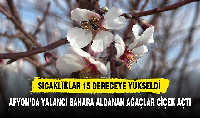 AFYON'DA YALANCI BAHARA ALDANAN AĞAÇLAR ÇİÇEK AÇTI