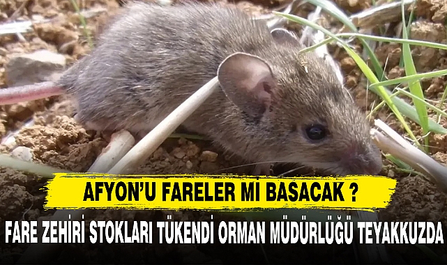 AFYON'U FARELER Mİ BASACAK ? STOKLAR TÜKENDİ !!!