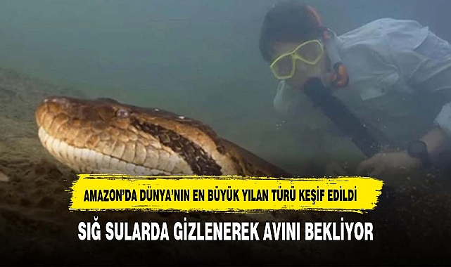 Amazon'da dünyanın en büyük yılan türü keşfedildi