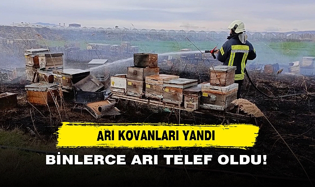 Arı Kovanları Yandı Binlerce Arı Telef Oldu!