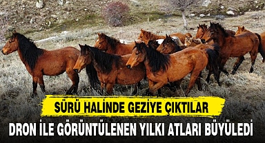 DRON İLE GÖRÜNTÜLENEN YILKI ATLARI BÜYÜLEDİ