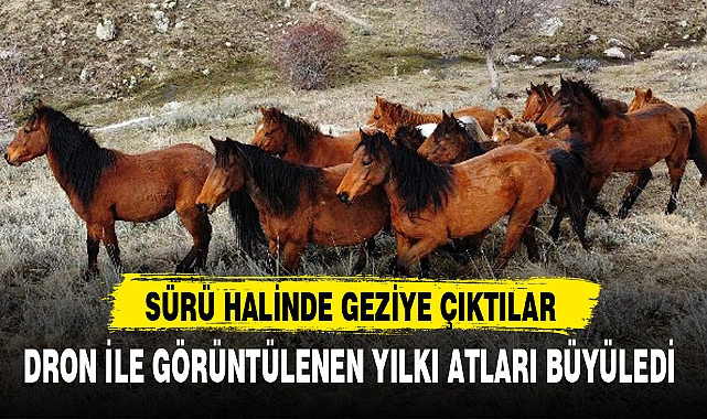 DRON İLE GÖRÜNTÜLENEN YILKI ATLARI BÜYÜLEDİ