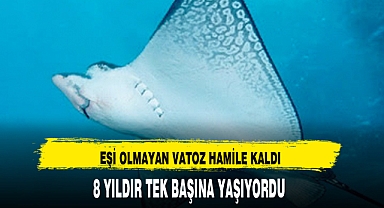 EŞİ OLMAYAN VATOZ HAMİLE KALDI