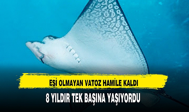 EŞİ OLMAYAN VATOZ HAMİLE KALDI