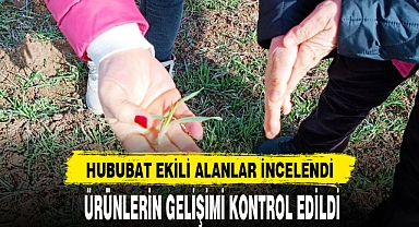 HUBUBAT EKİLİ ALANLAR İNCELENDİ