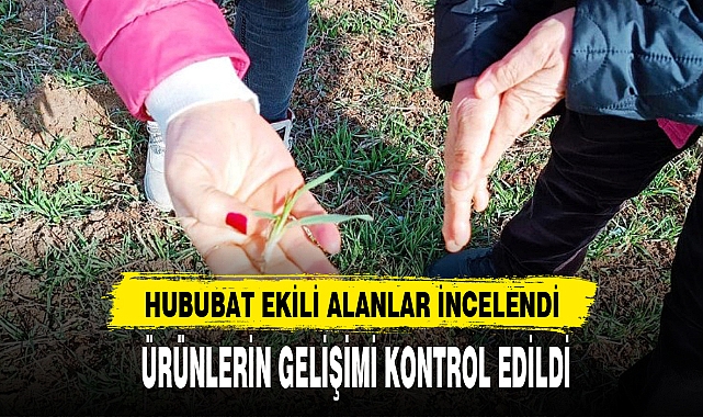 HUBUBAT EKİLİ ALANLAR İNCELENDİ