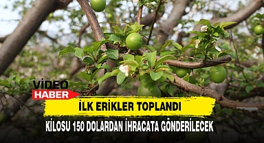 İlk Erikler Toplandı