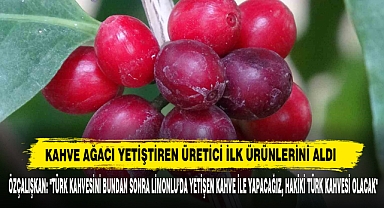 Kahve Ağacı Yetiştiren Üretici İlk Ürünlerini Aldı