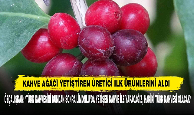 Kahve Ağacı Yetiştiren Üretici İlk Ürünlerini Aldı