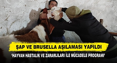 Şap Ve Brusella Aşılaması Yapıldı
