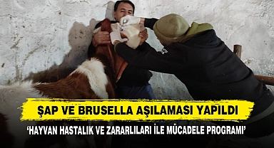 Şap Ve Brusella Aşılaması Yapıldı