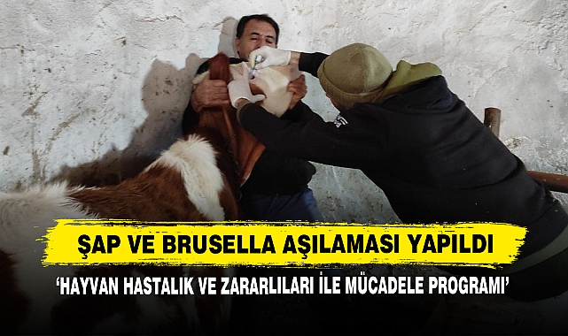 Şap Ve Brusella Aşılaması Yapıldı