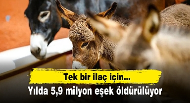 Tek bir ilaç için... Yılda 5,9 milyon eşek öldürülüyor