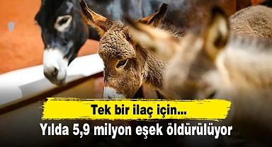 Tek bir ilaç için... Yılda 5,9 milyon eşek öldürülüyor