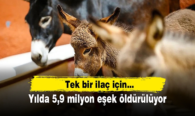 Tek bir ilaç için... Yılda 5,9 milyon eşek öldürülüyor