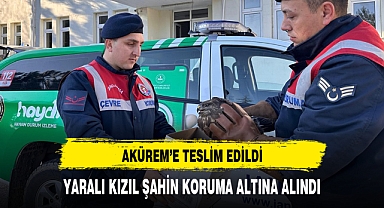 YARALI KIZIL ŞAHİN KORUMA ALTINA ALINDI