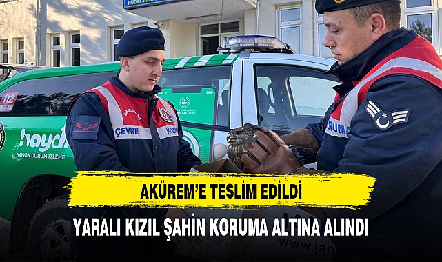 YARALI KIZIL ŞAHİN KORUMA ALTINA ALINDI