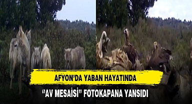 Afyon'da Yaban Hayatında 'Av Mesaisi' Fotokapana Yansıdı