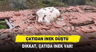 Çatıdan İnek Düştü... Dikkat, Çatıda İnek Var!