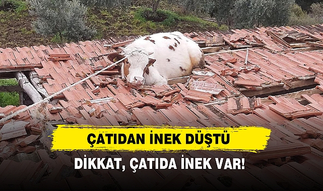Çatıdan İnek Düştü... Dikkat, Çatıda İnek Var!
