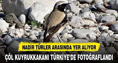 ÇÖL KUYRUKKAKANI TÜRKİYE'DE FOTOĞRAFLANDI