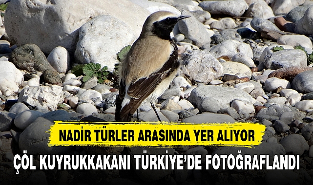 ÇÖL KUYRUKKAKANI TÜRKİYE'DE FOTOĞRAFLANDI