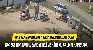 HAYVANSEVERLERİ AYAĞA KALDIRACAK OLAY