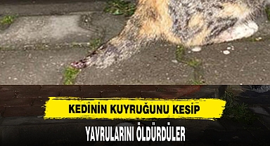 KEDİNİN KUYRUĞUNU KESİP YAVRULARINI ÖLDÜRDÜLER