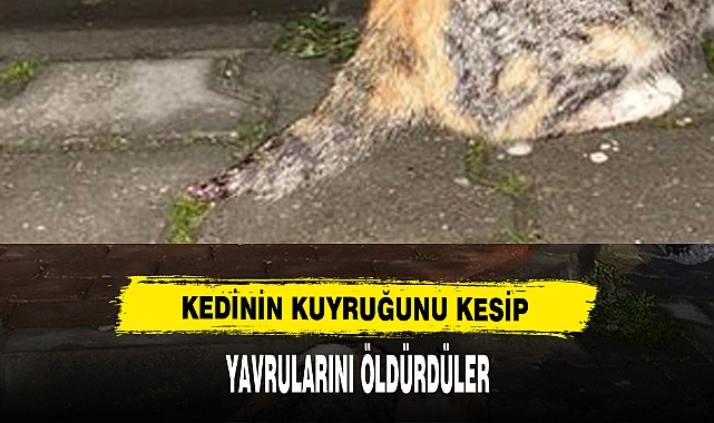 KEDİNİN KUYRUĞUNU KESİP YAVRULARINI ÖLDÜRDÜLER