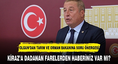 KİRAZ’A DADANAN FARELERDEN HABERİNİZ VAR MI?