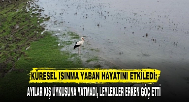 KÜRESEL ISINMA YABAN HAYATINI ETKİLEDİ: