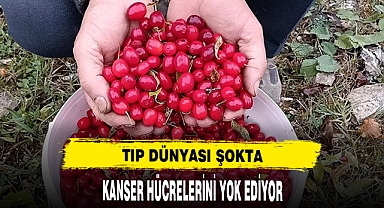 TIP DÜNYASI ŞOKTA KANSER HÜCRELERİNİ YOK EDİYOR