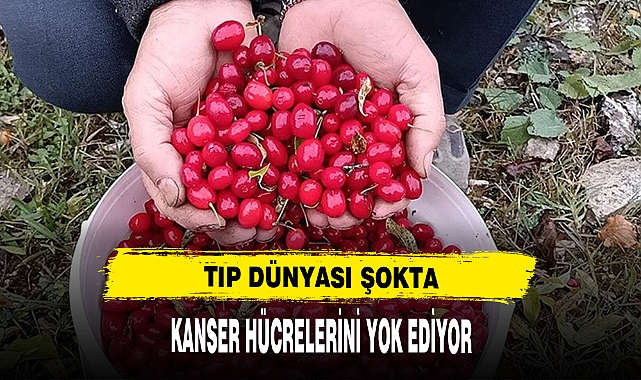 TIP DÜNYASI ŞOKTA KANSER HÜCRELERİNİ YOK EDİYOR