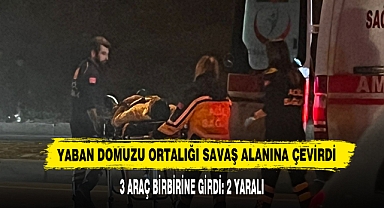 Yaban Domuzu Ortalığı Savaş Alanına Çevirdi