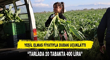 Yeşil elmas 'tarlada 20, tabakta 400 lira