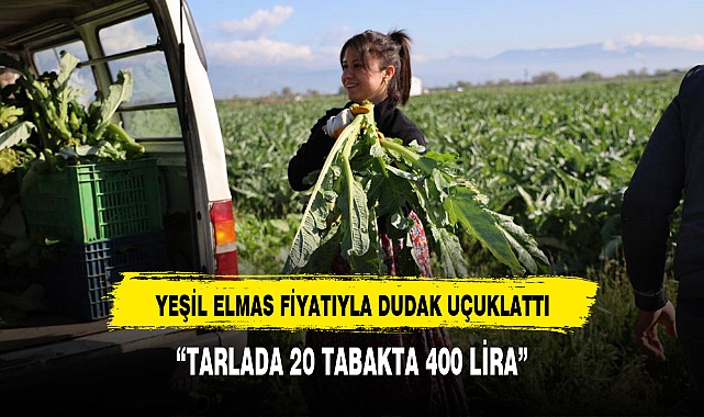 Yeşil elmas 'tarlada 20, tabakta 400 lira