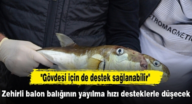 Zehirli balon balığının yayılma hızı desteklerle düşecek