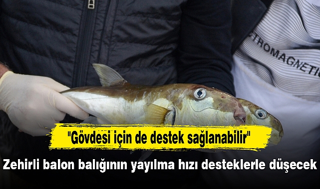 Zehirli balon balığının yayılma hızı desteklerle düşecek