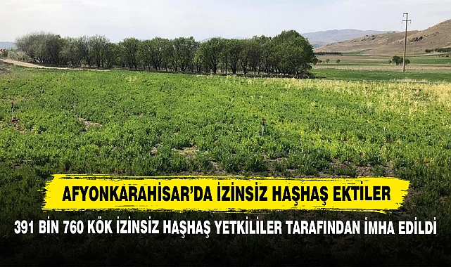 Afyonkarahisar’da İzinsiz Haşhaş Ektiler