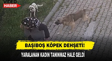 Başıboş Köpek Dehşeti!