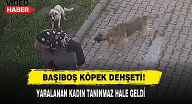 Başıboş Köpek Dehşeti!