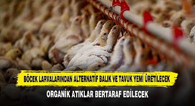 Böcek Larvalarından Alternatif Balık ve Tavuk Yemi Üretilecek