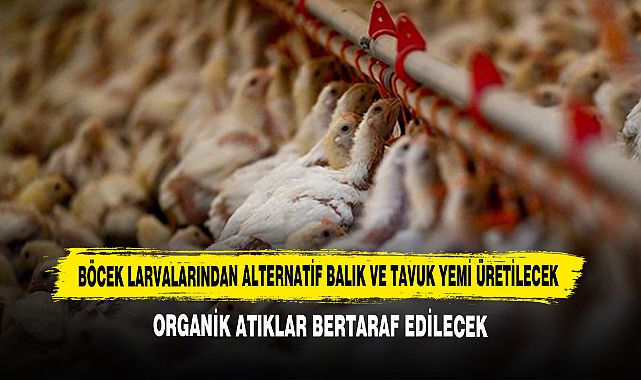 Böcek Larvalarından Alternatif Balık ve Tavuk Yemi Üretilecek
